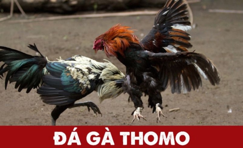 Luật chọi gà Thomo trực tiếp - chọi gà Campuchia