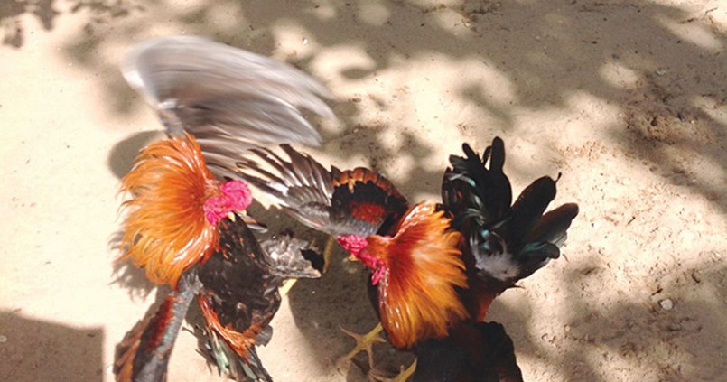 Việt Nam chỉ cho phép các lễ hội đá gà được diễn ra vào dịp lễ Tết